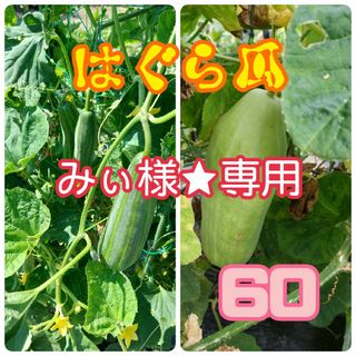 はぐら瓜(青、白)【60サイズ】(野菜)