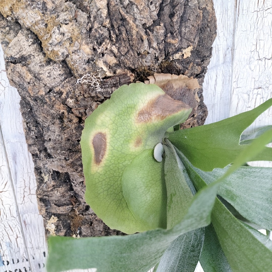 ビカクシダ ビーチィー コルク壁掛け　観葉植物