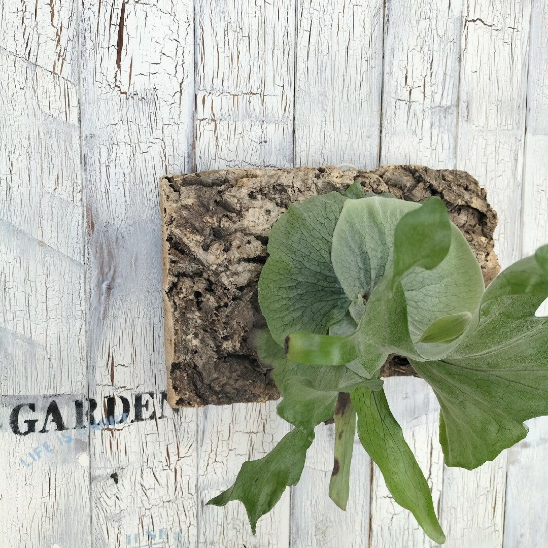 ビカクシダ スーパーバム コルク壁掛け　観葉植物