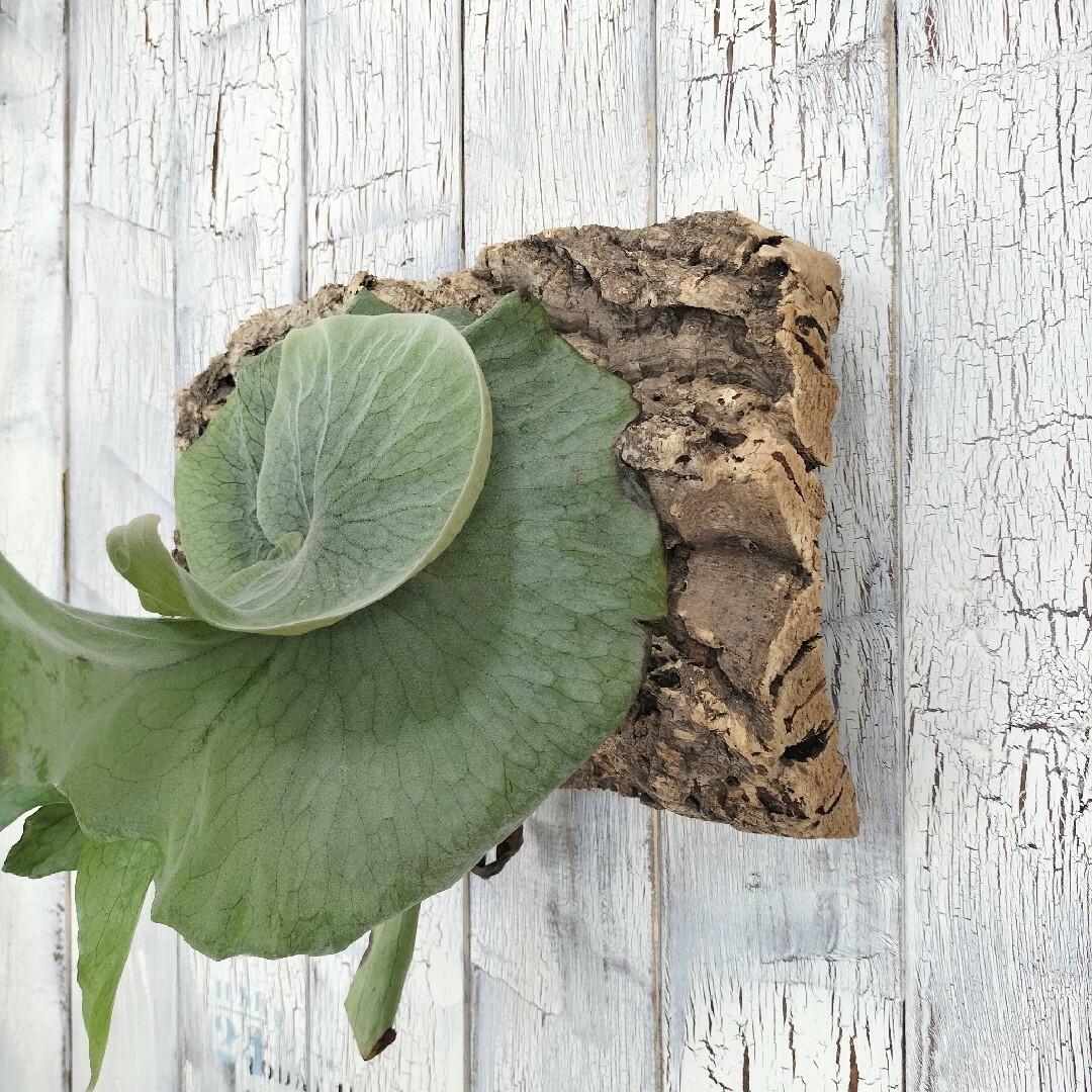 ビカクシダ スーパーバム コルク壁掛け 観葉植物-