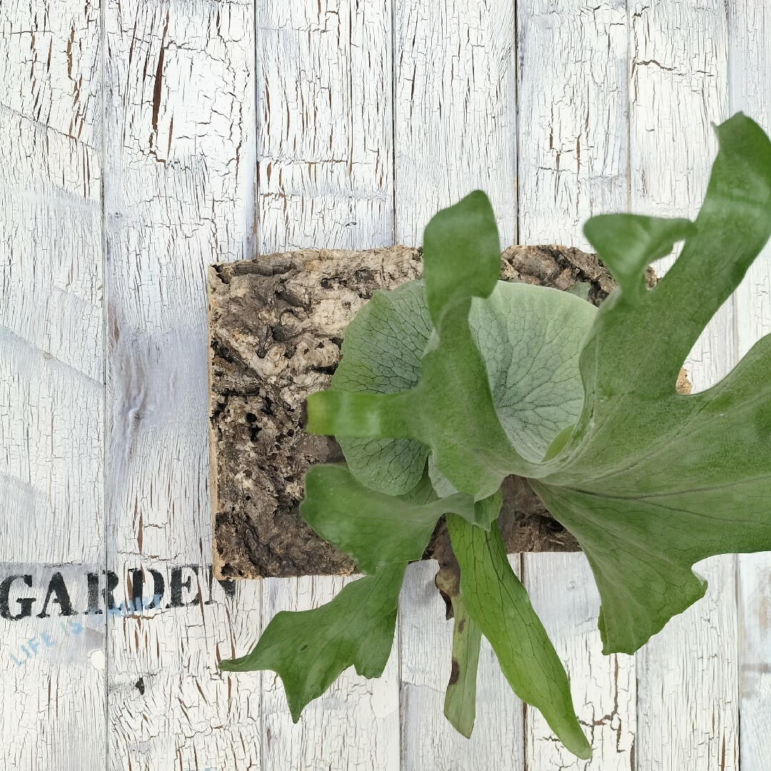 ビカクシダ スーパーバム コルク壁掛け　観葉植物