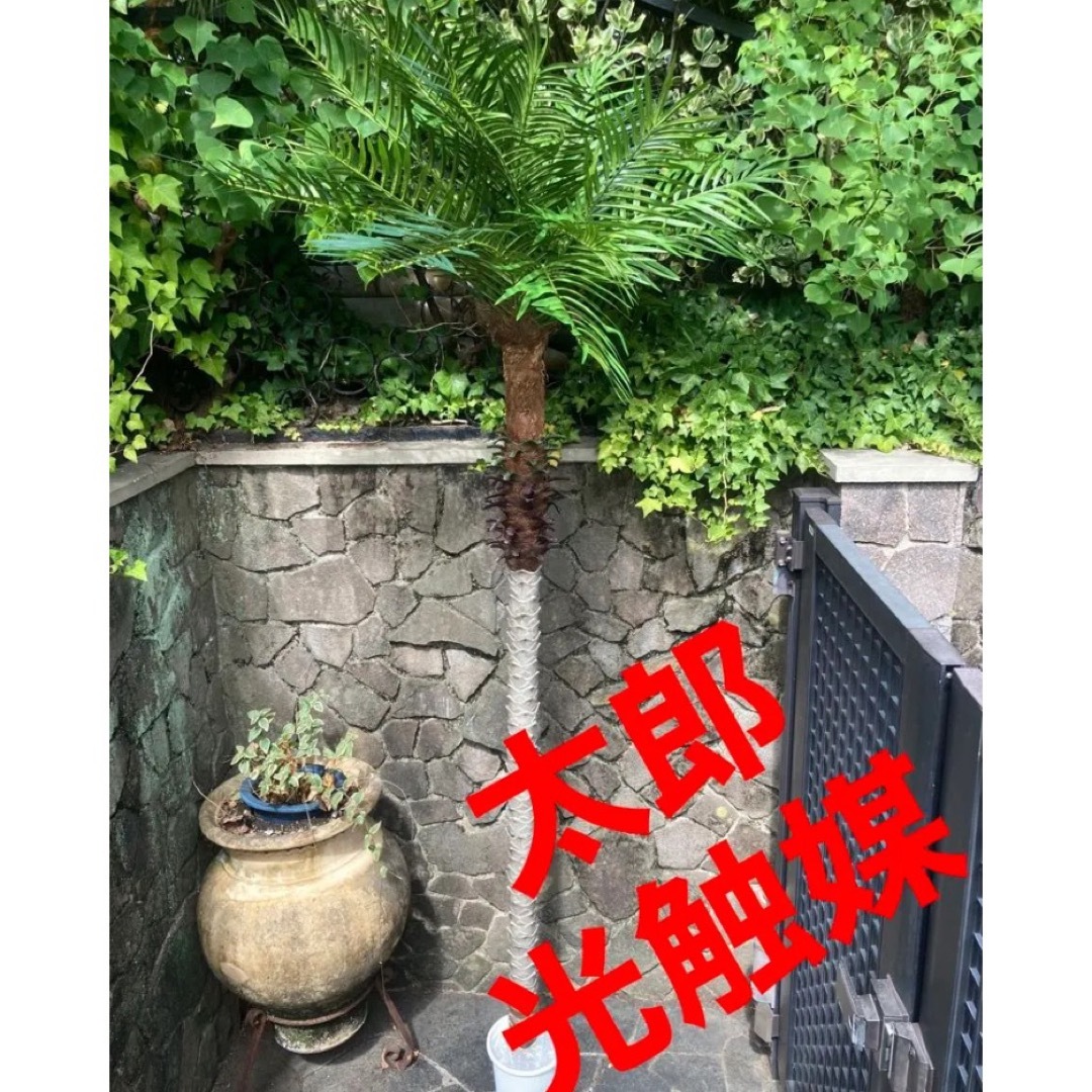 光触媒 人工観葉植物 ウォールグリーン フェイクグリーン フェニックス210-