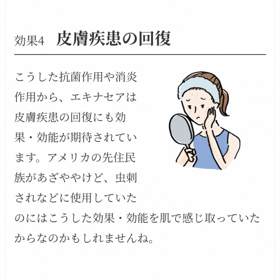 生活の木(セイカツノキ)の生活の木　おいしいハーブティー  エキナセアベア4袋入　ノンカフェインのお茶 食品/飲料/酒の飲料(茶)の商品写真