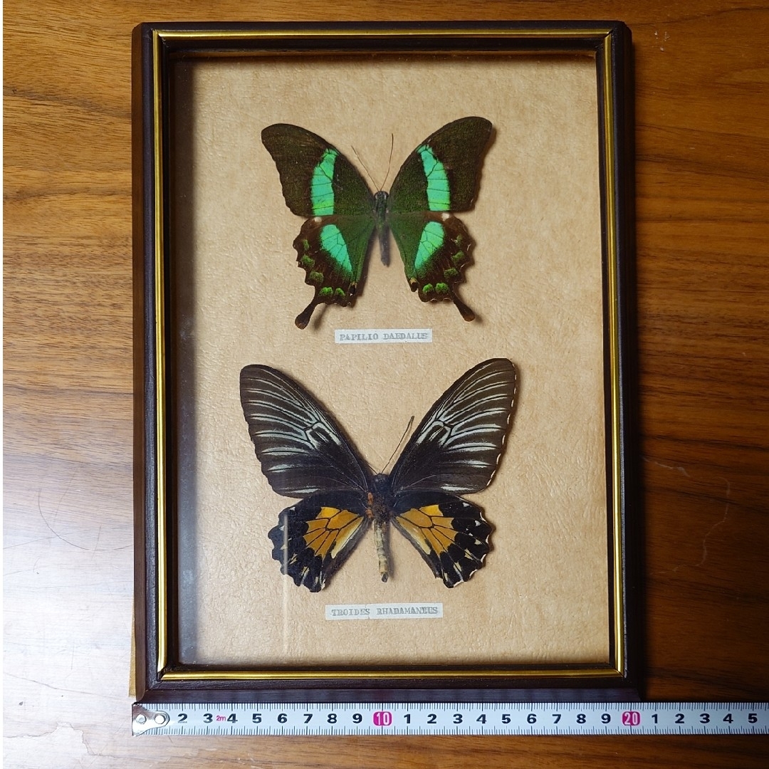 蝶の標本　アゲハ ３種 エンタメ/ホビーの美術品/アンティーク(その他)の商品写真