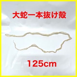 蛇抜け殻 脱皮 一本抜け殻 大蛇  125cm(爬虫類/両生類用品)