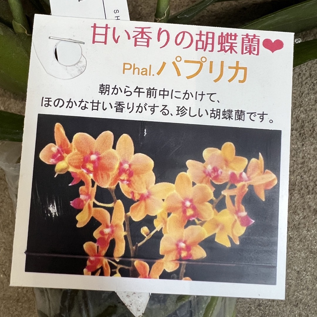胡蝶蘭　パプリカ　（花なし） ハンドメイドのフラワー/ガーデン(その他)の商品写真