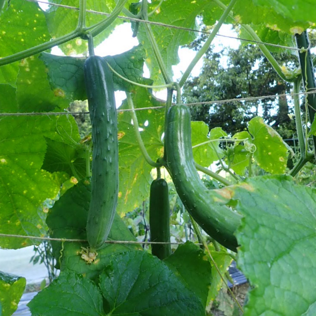 農薬：栽培期間中不使用 ♪旬野菜　詰め合わせ♪コンパクト　採りたて！ 食品/飲料/酒の食品(野菜)の商品写真