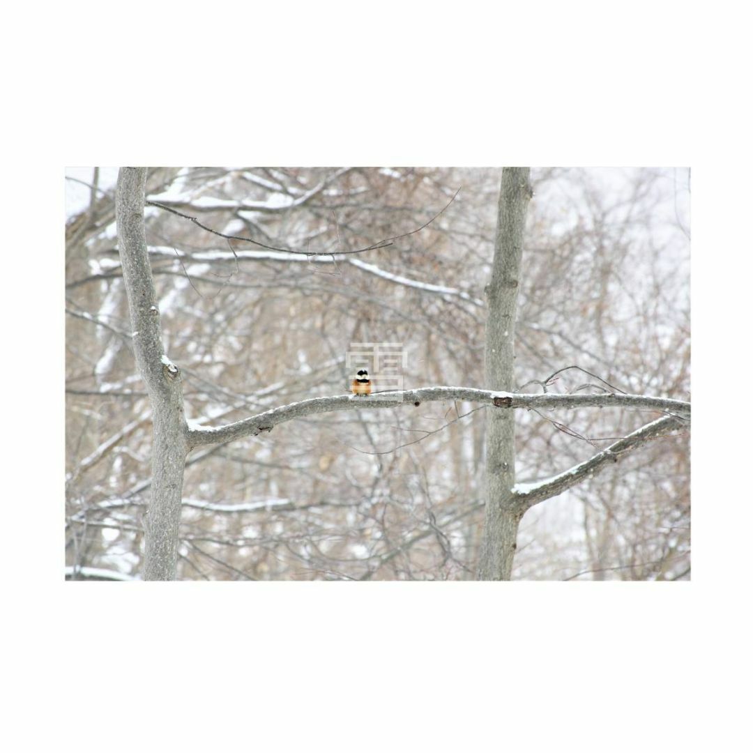 ＃６４９８ ヤマガラの写真 6PWサイズ（305×203mm）