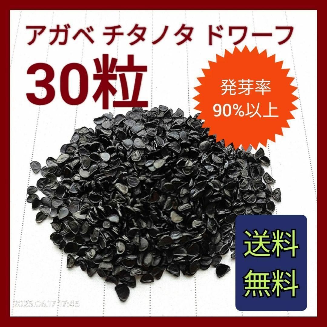 【特別価格】アガベ　チタノタドワーフの種子　30粒 ハンドメイドのフラワー/ガーデン(その他)の商品写真