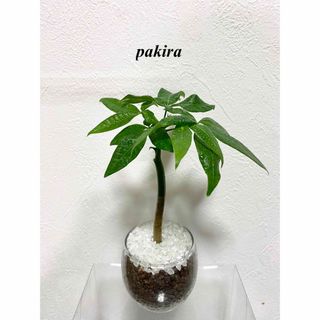 パキラ　観葉植物　ハイドロカルチャー(ドライフラワー)