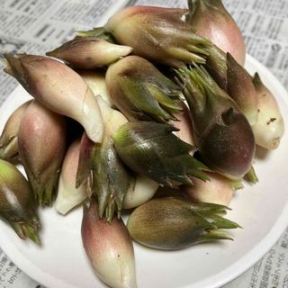 安曇野産ミョウガ(200ｇ)(野菜)