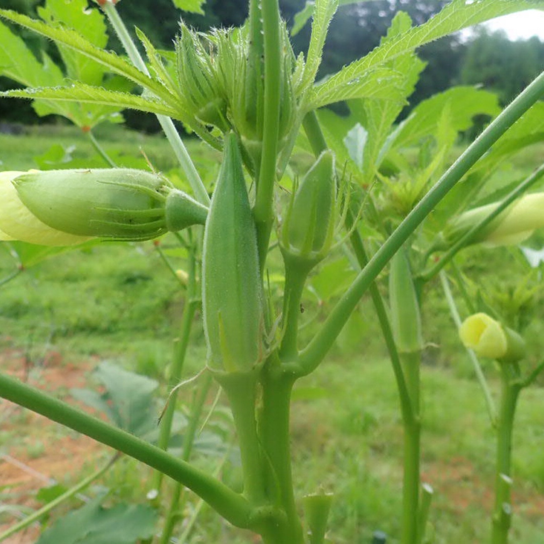 農薬：栽培期間中不使用 ♪旬野菜　詰め合わせ♪コンパクト　採りたて！ 食品/飲料/酒の食品(野菜)の商品写真