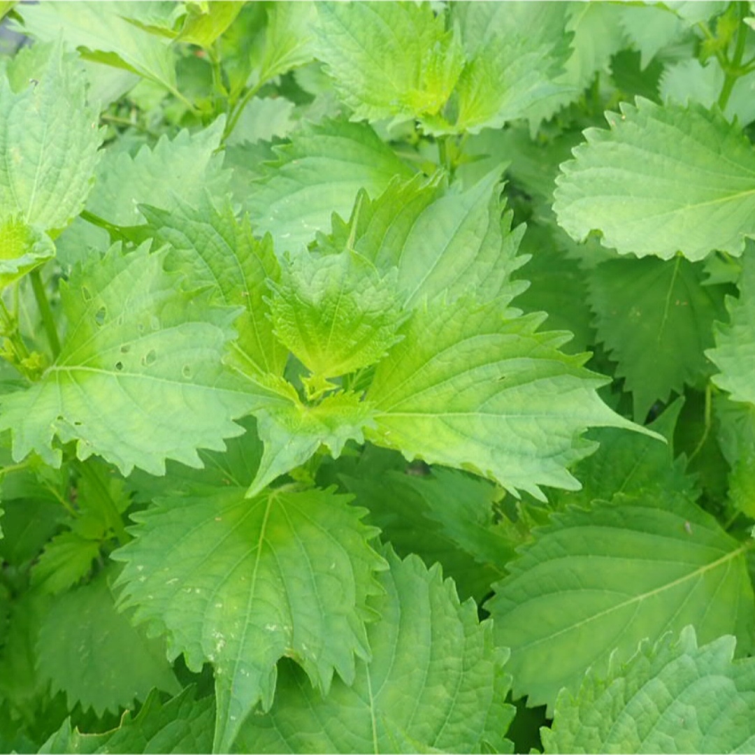 農薬：栽培期間中不使用 ♪旬野菜　詰め合わせ♪コンパクト　採りたて！ 食品/飲料/酒の食品(野菜)の商品写真