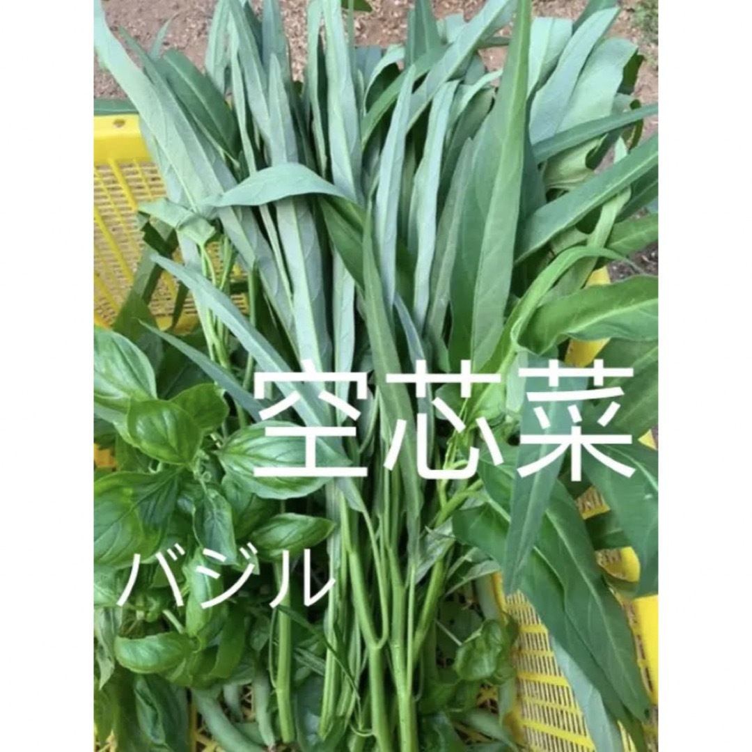 朝採り野菜，空芯菜　紫ナス　ミニトマト入れ 食品/飲料/酒の食品(野菜)の商品写真