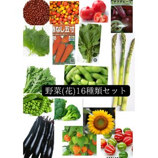 野菜(花)のたね１６種類セット(その他)