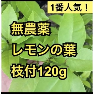 無農薬　レモンの葉　枝付120g(小動物)