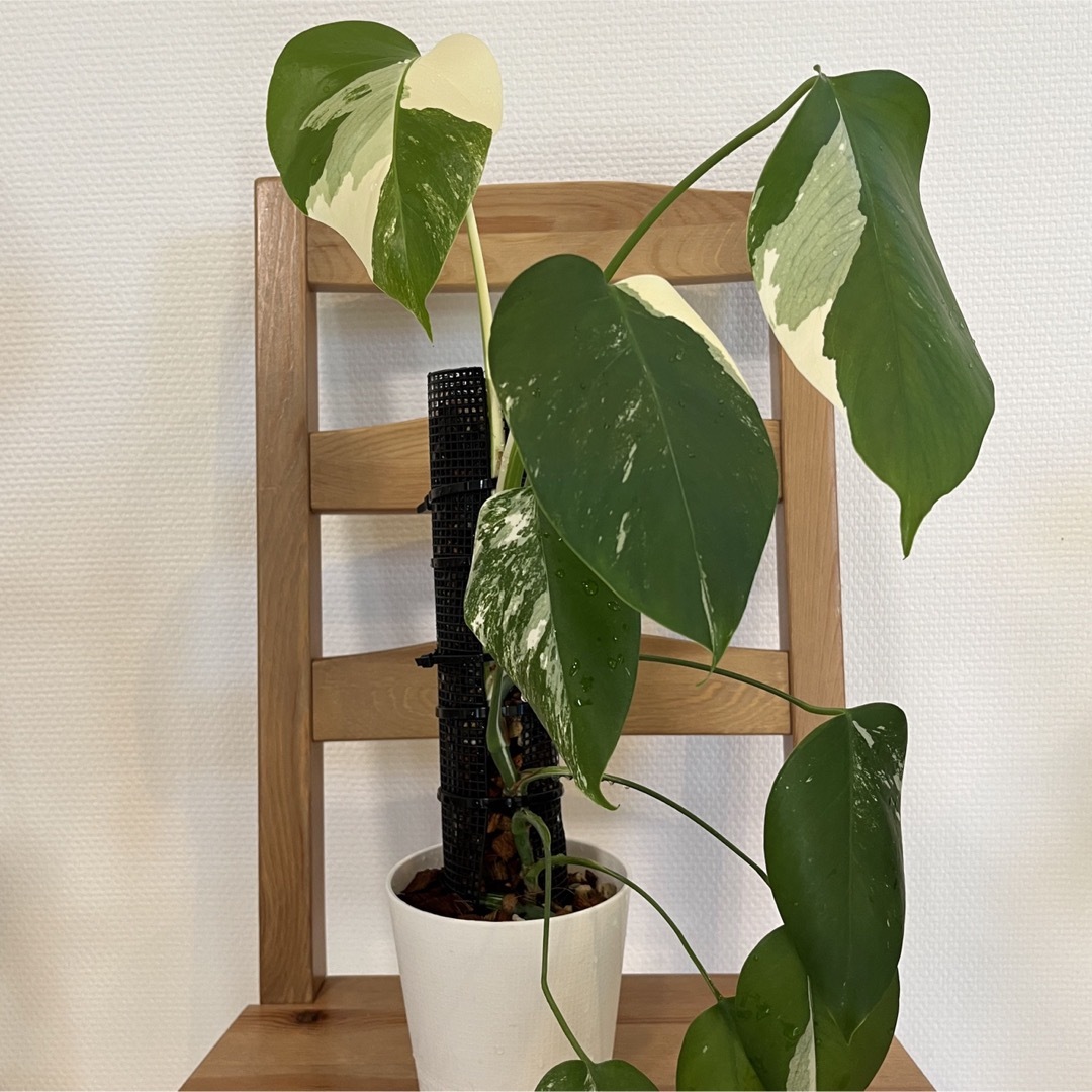 斑入りモンステラ(鉢ごと発送!)の通販 by kokoplants|ラクマ