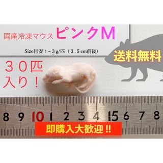 【地域限定送料無料】国産冷凍ピンクマウスM30匹入@北海道・東北・沖縄は別途送料(爬虫類/両生類用品)