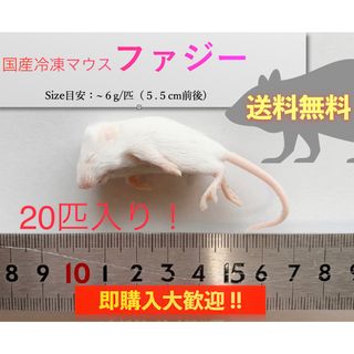 【地域限定送料無料】国産冷凍マウスファジー20匹入@北海道・東北・沖縄は別途送料(爬虫類/両生類用品)