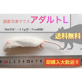 【地域限定送料無料】国産冷凍マウスアダルトL10匹入@北海道
