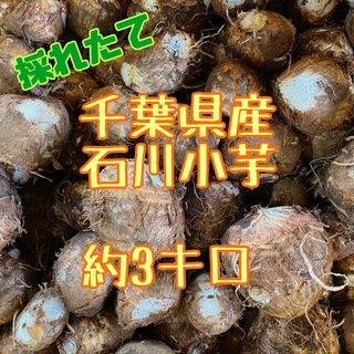 千葉県産　里芋　60サイズ(野菜)