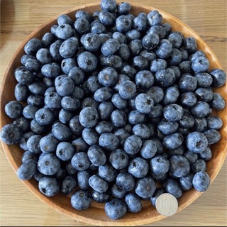 北海道産 生ブルーベリー 無農薬 1.7kg 送料込 フルーツ ふるさと 果物(フルーツ)