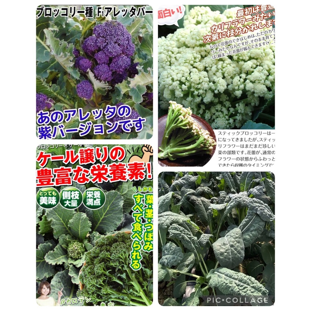 野菜の種子セット　6種類 1点オマケ