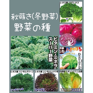 野菜の種子セット　6種類+1点オマケ(その他)