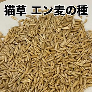 猫草 ネコ草 エン麦 えんむぎ 50g 種 国産 植物 毛玉ケア 緑肥(猫)