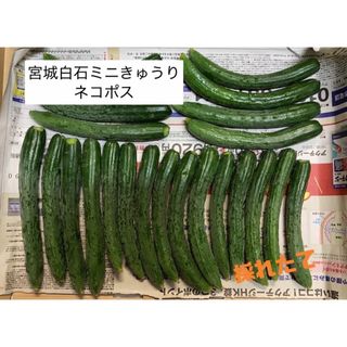 【本日の特別価格】きゅうり もろきゅうり ミニきゅうり ネコポス(野菜)