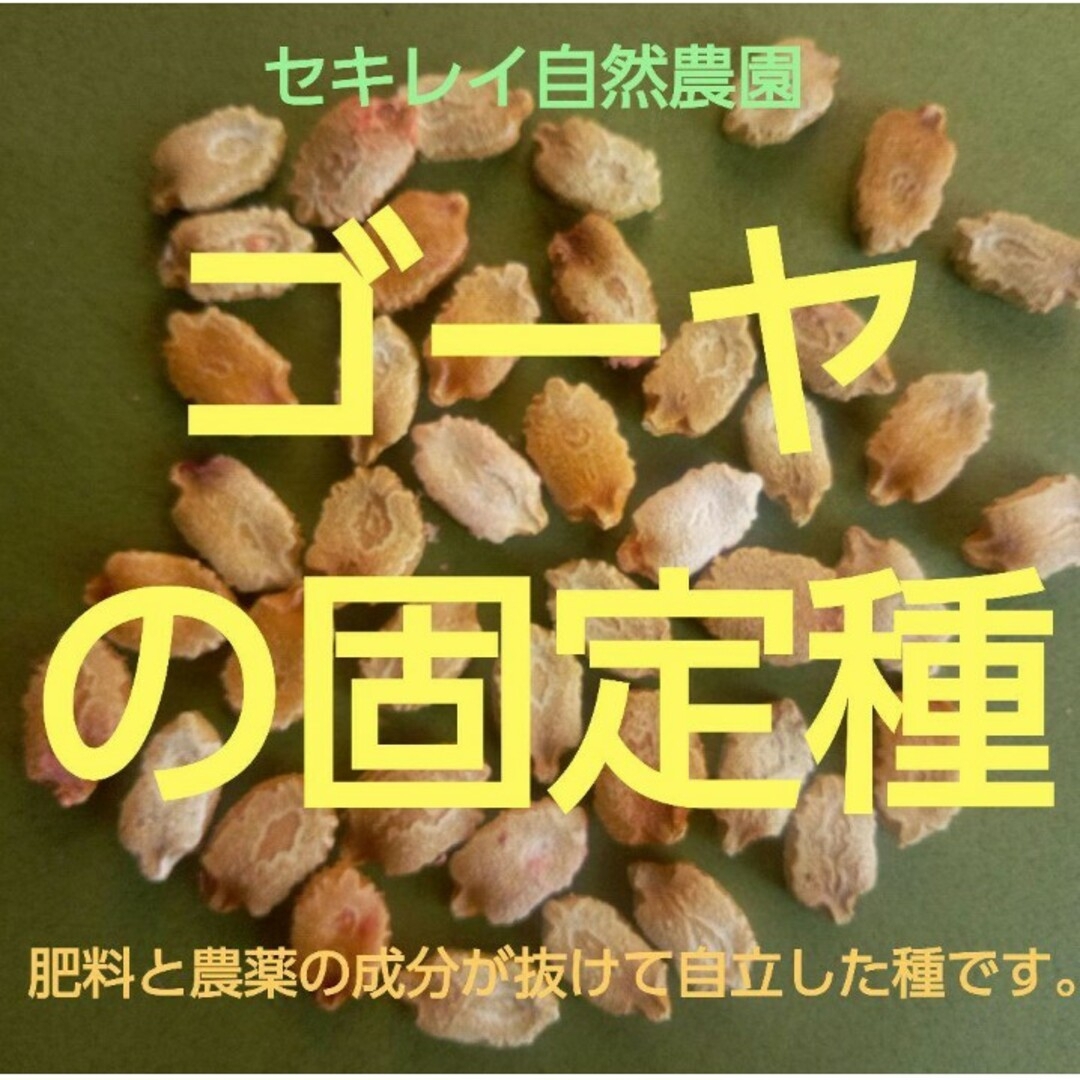 自然農法　ゴーヤ（さつま大長れいし）の固定種 食品/飲料/酒の食品(野菜)の商品写真