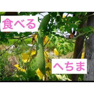 健康野菜 食べる ヘチマ ナーベーラー 15粒/緑のカーテン　家庭菜園(野菜)