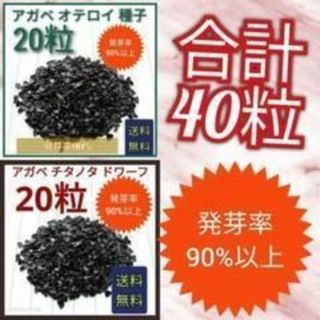 アガベ　チタノタドワーフの種子　20粒　オテロイの種子　20粒　セット(その他)