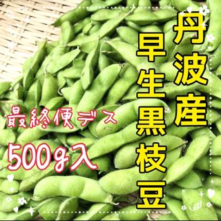 8月11日発送‼️ラスト１つ‼️丹波で育てた早生黒枝豆‼️500g入❗️(野菜)