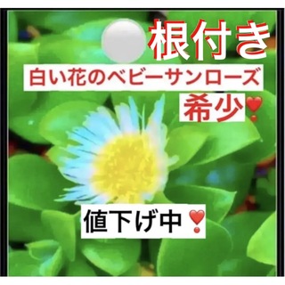 ❹A2今がお徳‼️根付き☆白い花が咲く☆希少なベビーサンローズ☆⛳️初心者向き☆(プランター)