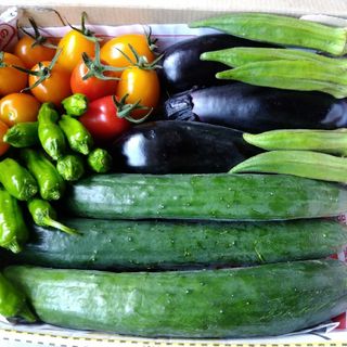 千葉県産 朝採り野菜詰合せ1kg(野菜)