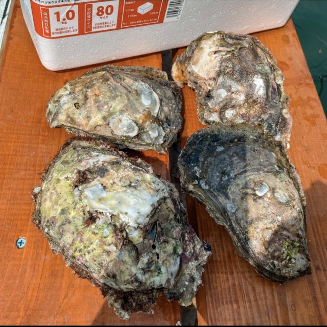 岩牡蠣 岩ガキ イワガキ 牡蠣 海産 魚介類 伊勢志摩 食品/飲料/酒の食品(魚介)の商品写真