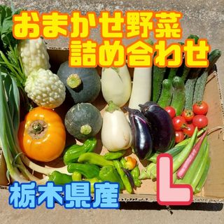 1箱限定‼️おまかせ野菜詰め合わせBOX【L】(野菜)