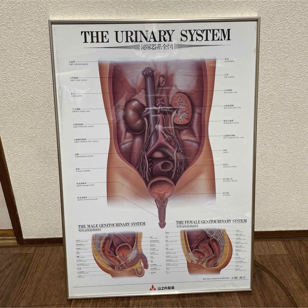 非売品　山之内製薬　泌尿器系図　男性泌尿側面図　女性泌尿器側面図　アルミフレーム | フリマアプリ ラクマ