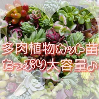 【ネコポス】カット苗  おまかせ 特大(その他)