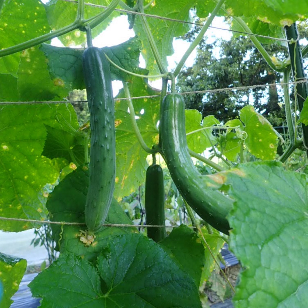 農薬：栽培期間中不使用 ♪旬野菜　詰め合わせ♪コンパクト　採りたて！ 食品/飲料/酒の食品(野菜)の商品写真