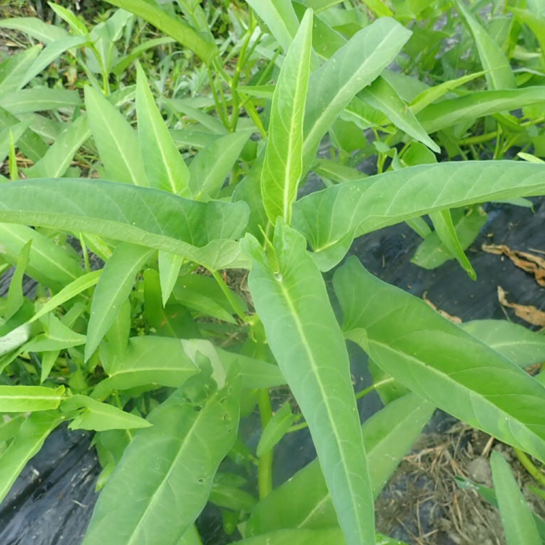 農薬：栽培期間中不使用 ♪旬野菜　詰め合わせ♪コンパクト　採りたて！ 食品/飲料/酒の食品(野菜)の商品写真