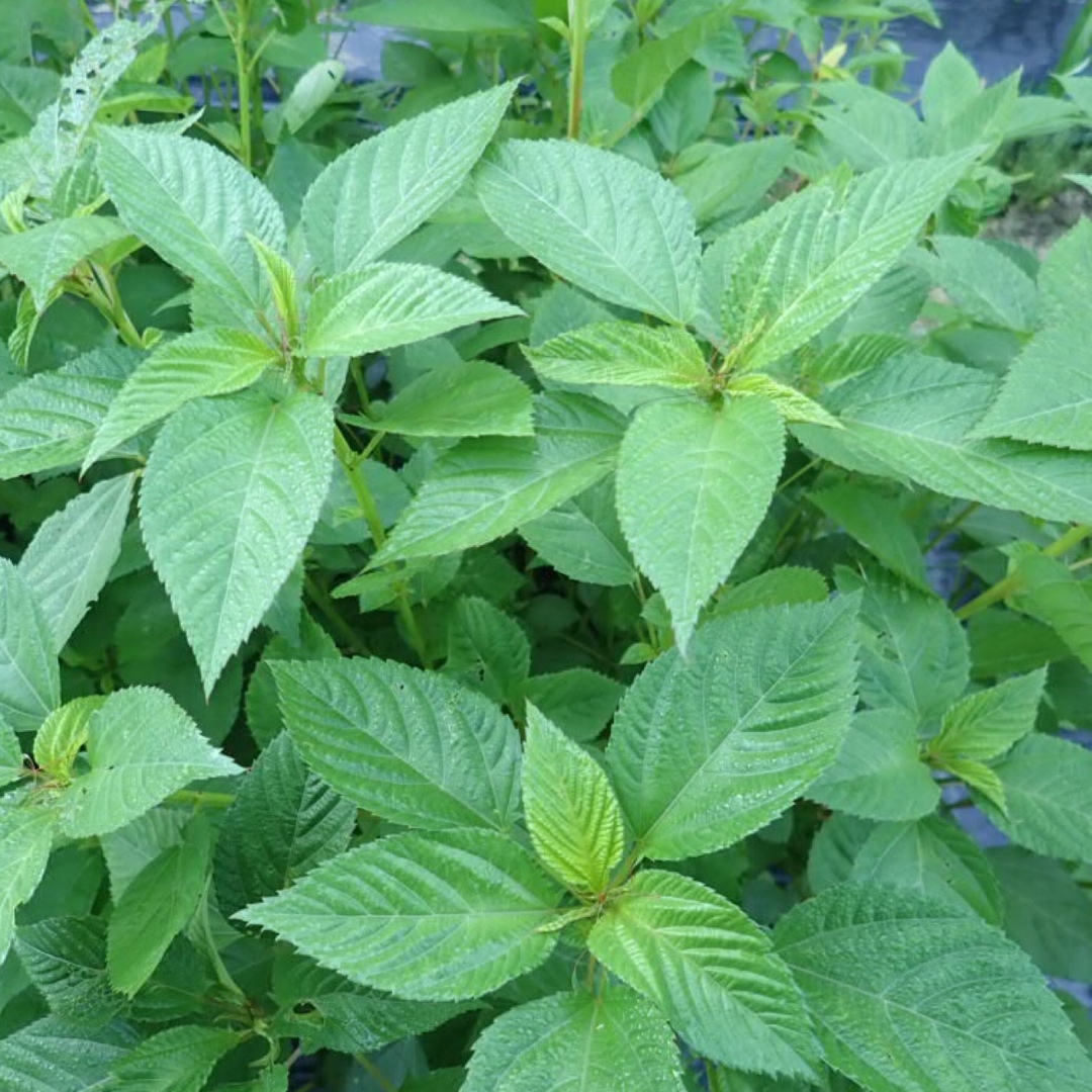 農薬：栽培期間中不使用 ♪旬野菜　詰め合わせ♪コンパクト　採りたて！ 食品/飲料/酒の食品(野菜)の商品写真