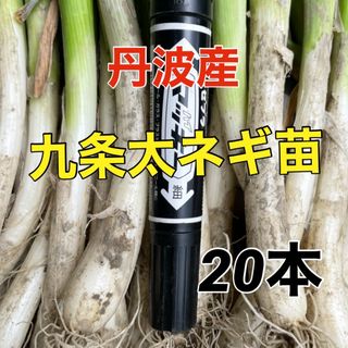 今年も販売します‼️丹波で育った九条干しネギ苗‼️20本入❗️(野菜)