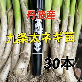 本日解禁‼️丹波の甘ーい九条ネギ苗‼️30本入(野菜)