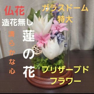 特選仏花　蓮の花　(清らかな心)　ガラスドーム特大　プリザーブドフラワー造花無し(プリザーブドフラワー)