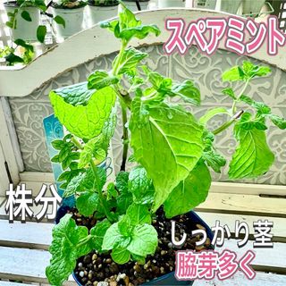 スペアミント　株分け　しっかり茎　苗　脇芽ボリューム　無農薬　ハーブ(その他)