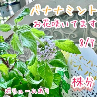 バナナミント　株分　苗　藤色のお花咲いてます　日陰でもOK ハーブ　有機栽培(その他)