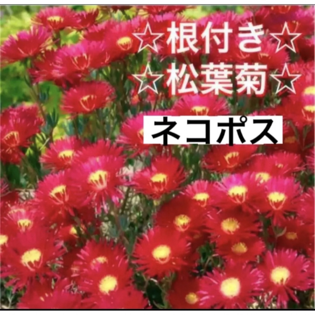 ①☆鮮やかな☆松葉菊レッド☆安心の根付き☆ ハンドメイドのフラワー/ガーデン(プランター)の商品写真