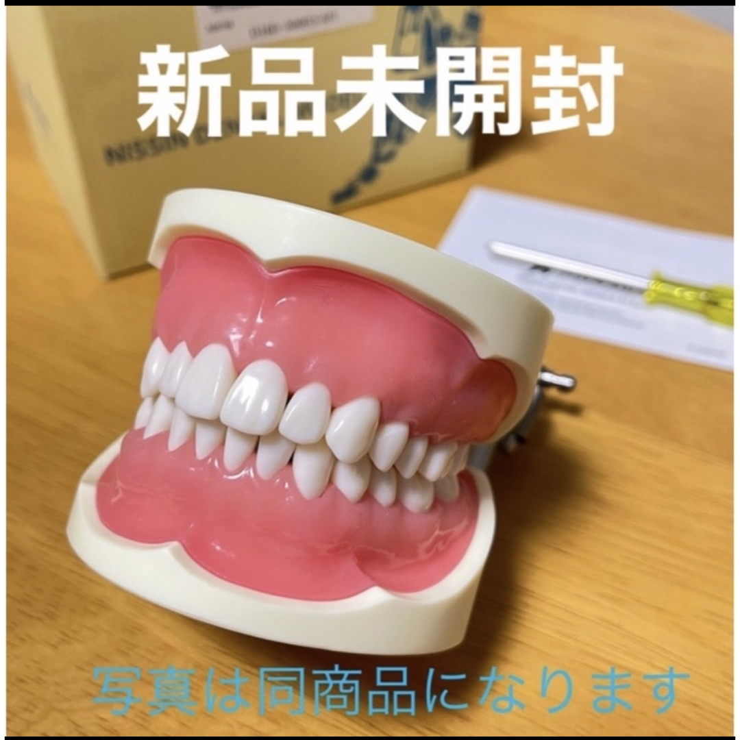 Nissin Medical Industries - 顎模型 NISSIN ニッシンの+sangishop.com